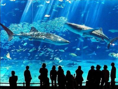 Acuario a medida vidrio