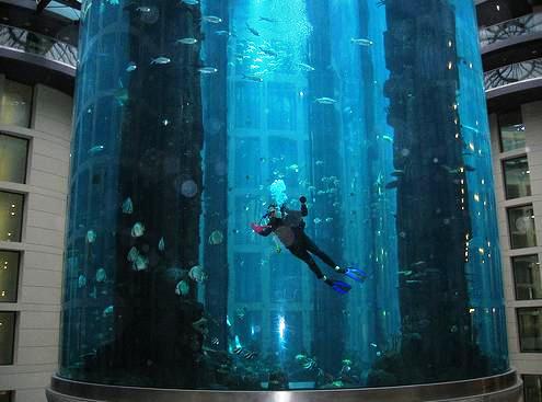 Aquadom buzo instalación acuario